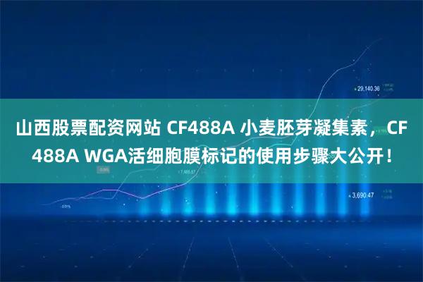 山西股票配资网站 CF488A 小麦胚芽凝集素，CF488A WGA活细胞膜标记的使用步骤大公开！